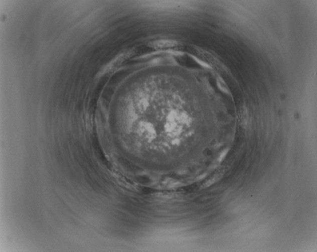 X0000075810763200610061732