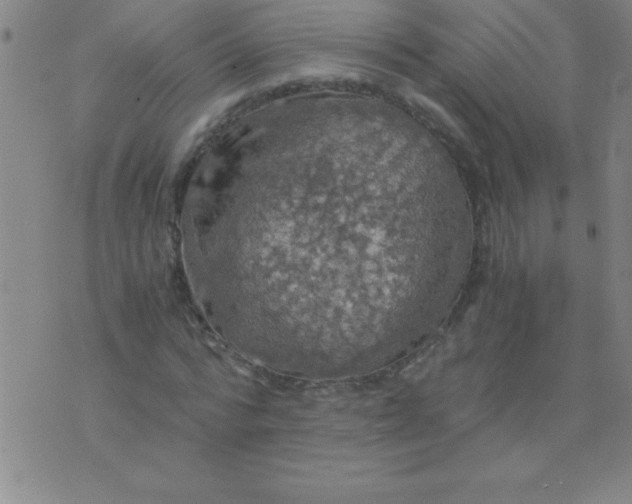 X0000075810776200610061731