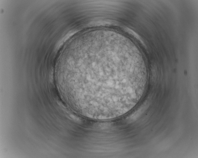 X0000075810778200610061731