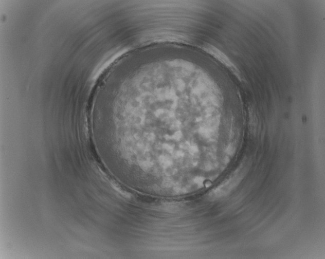 X0000075810782200610061731