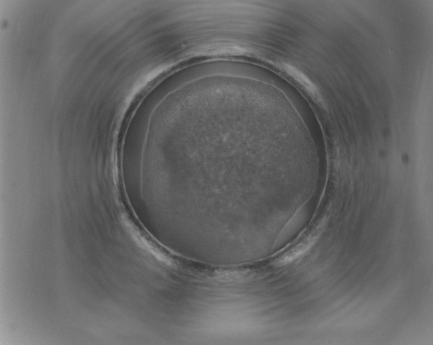 X0000075810840200610061730