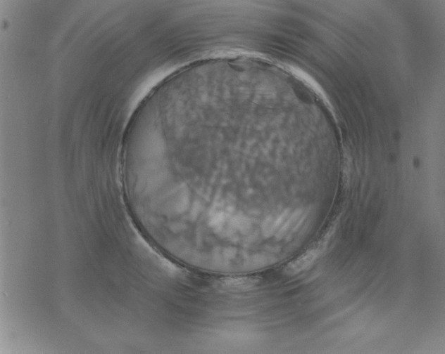 X0000075810847200610061730