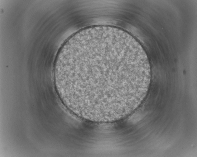 X0000075810848200610061730