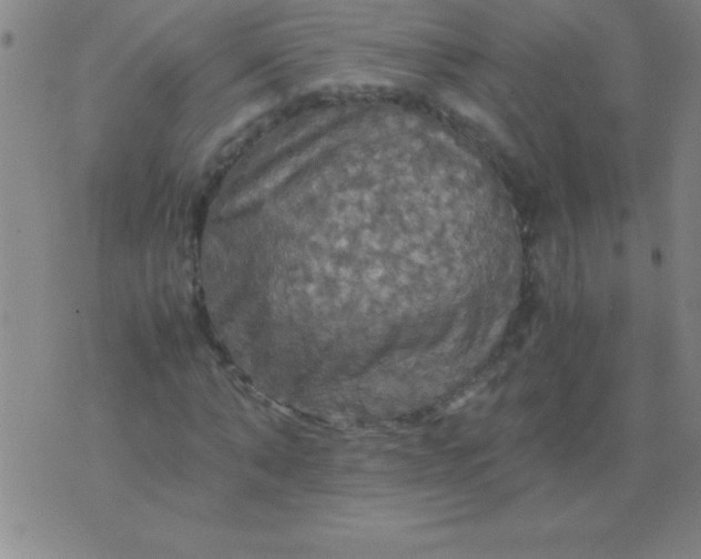 X0000075810870200610061729