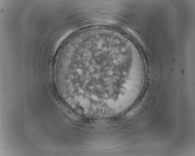 X0000075810875200610061729