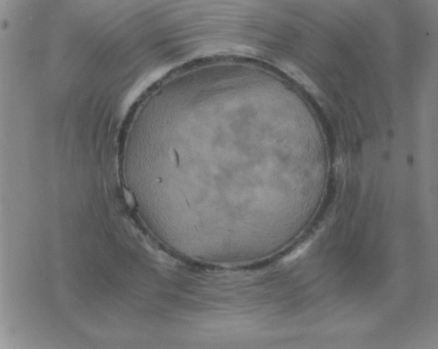 X0000075810877200610061729