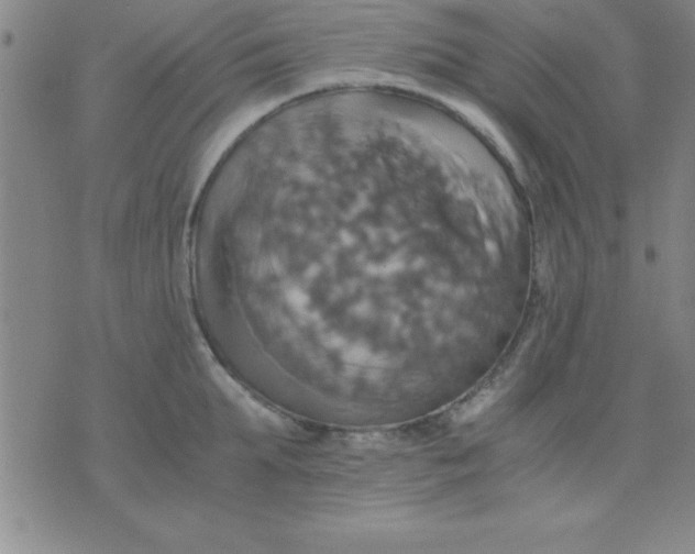 X0000075810903200610061729