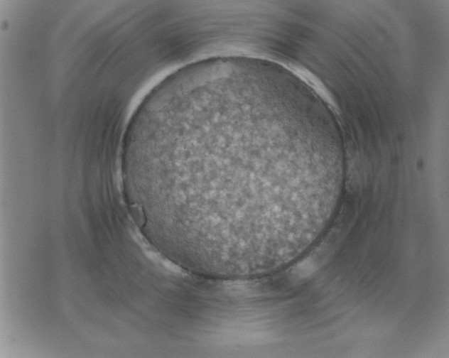 X0000075810904200610061729