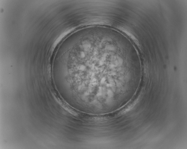 X0000075810933200610061728