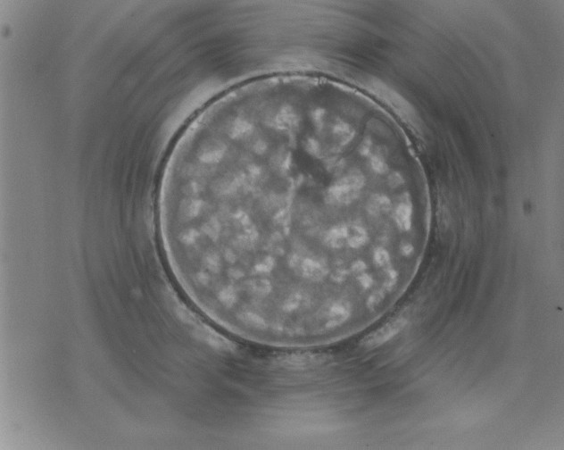 X0000075810950200610061728