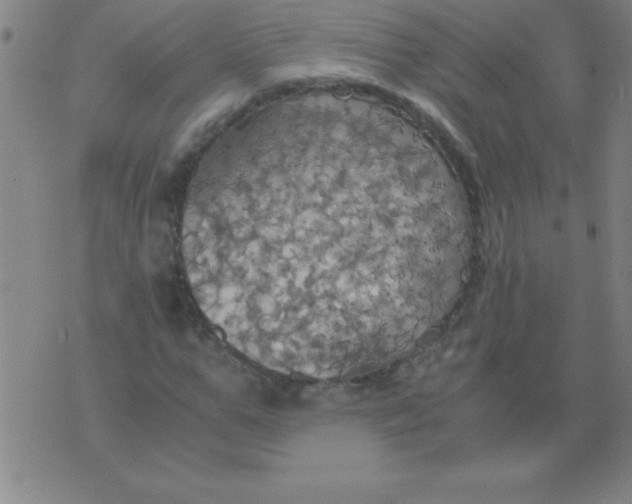 X0000075810967200610061728