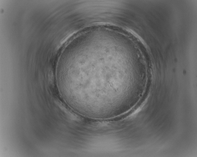 X0000075810969200610061727