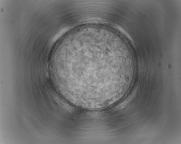 X0000075810970200610061727