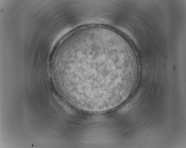 X0000075810974200610061727