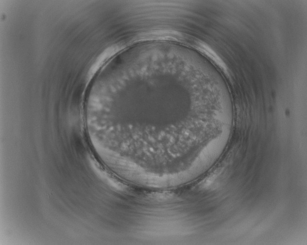 X0000075810994200610061727