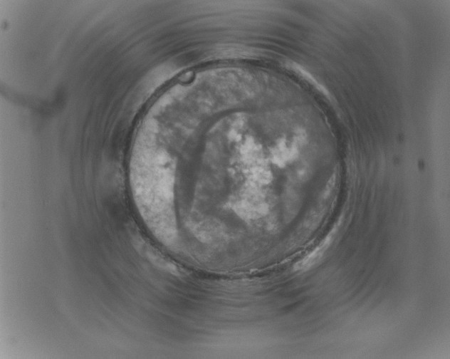 X0000075811025200610061726