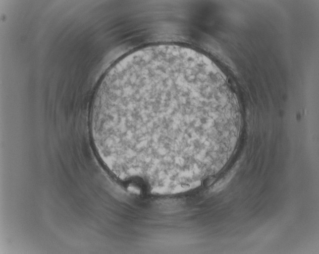 X0000075811033200610061726