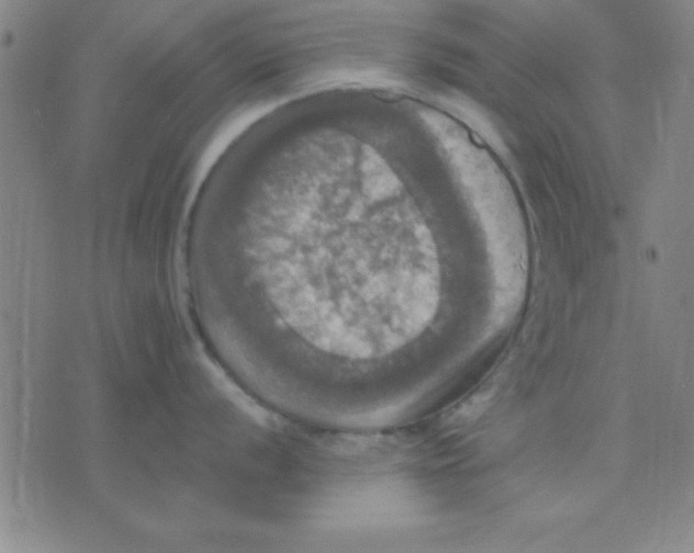 X0000075811056200610061727