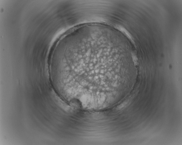 X0000075811072200610061726