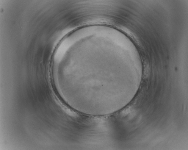 X0000075811086200610061726