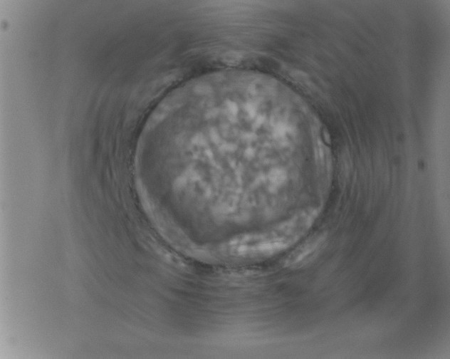 X0000075811105200610061724