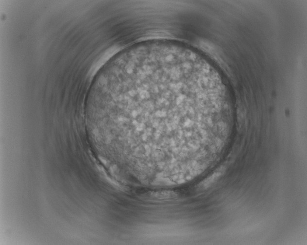 X0000075811129200610061725