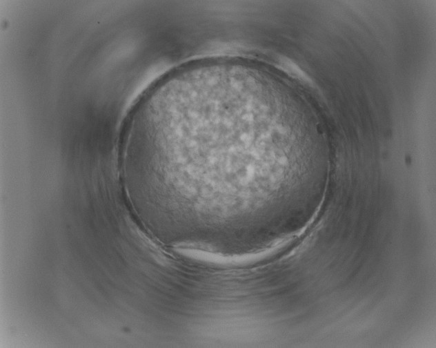 X0000075811216200610061723