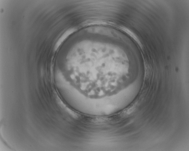 X0000075811290200610061722