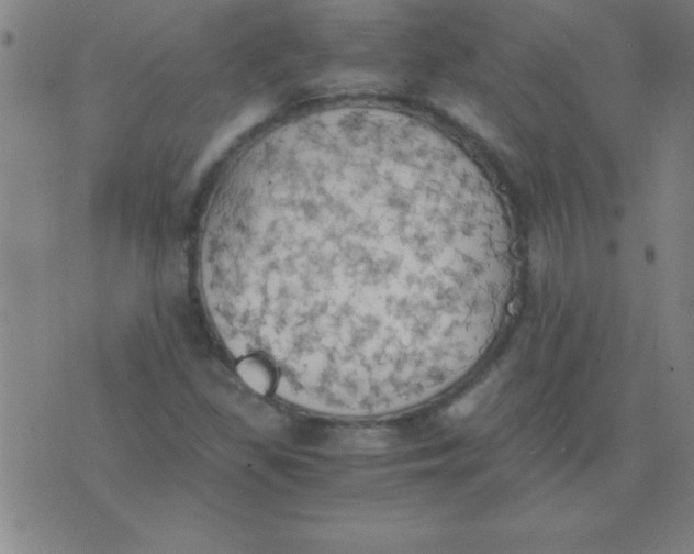 X0000075811309200610061722