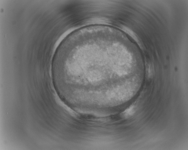 X0000075811339200610061722