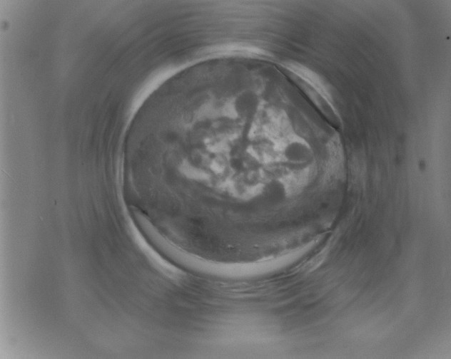 X0000075811391200610061721