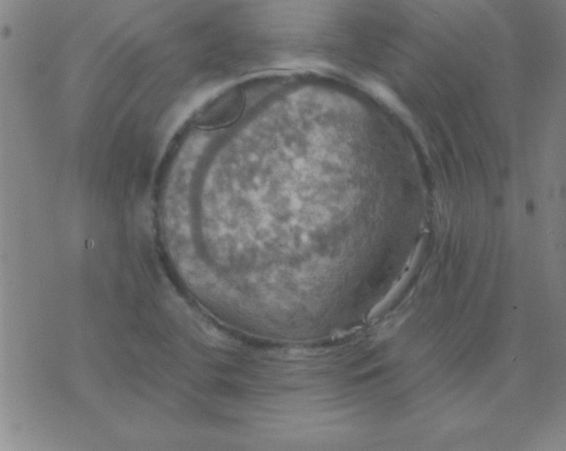 X0000075811412200610061720