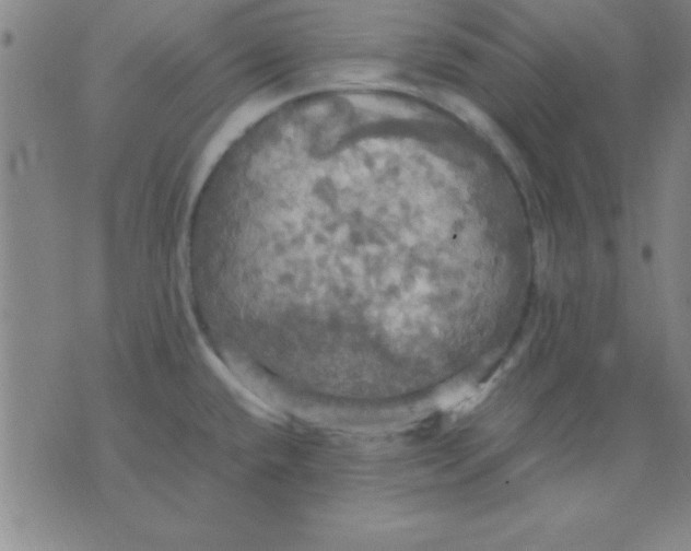 X0000075811432200610061720