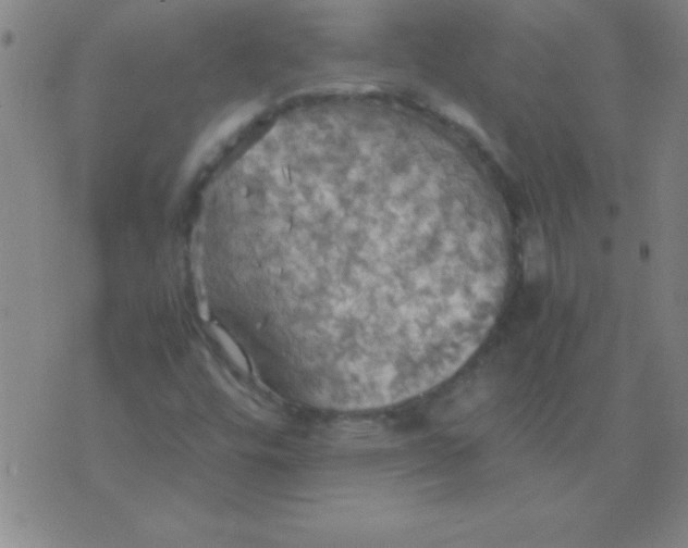 X0000075811448200610061720