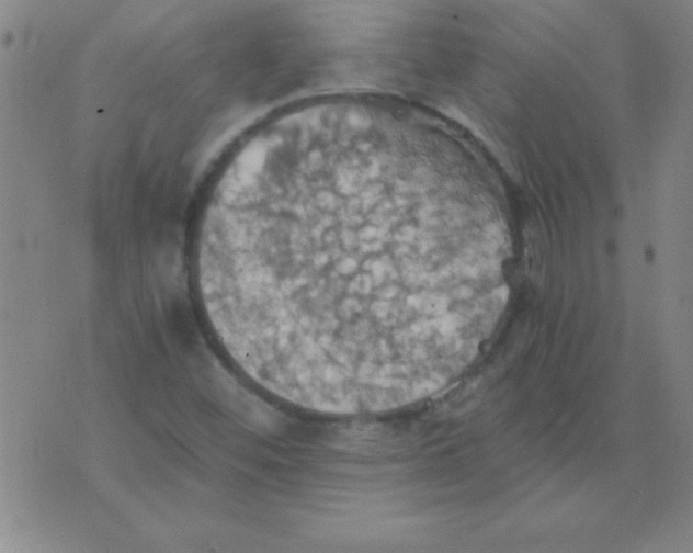 X0000075811452200610061720