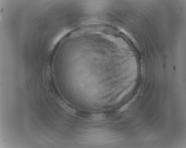 X0000075811453200610061720