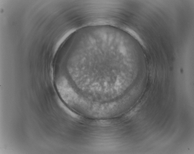 X0000075811476200610061719