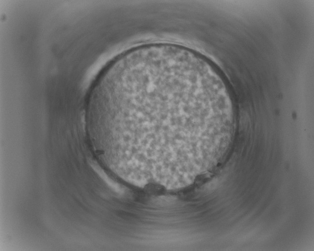 X0000075811503200610061718