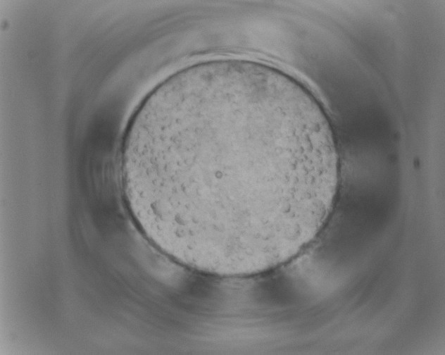 X0000075811514200610061719