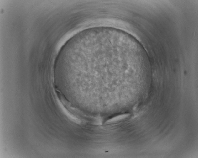 X0000075811523200610061719