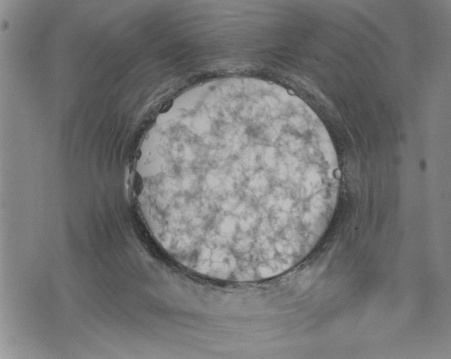 X0000075810024200610151441