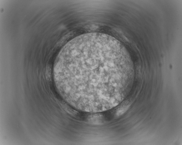 X0000075810274200610151437