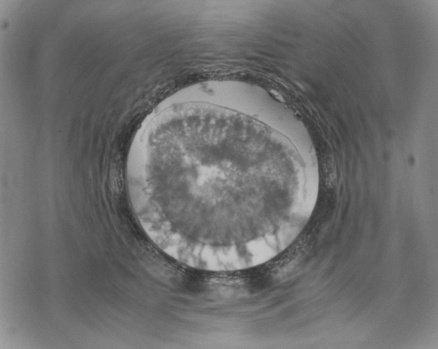 X0000075810515200610151433