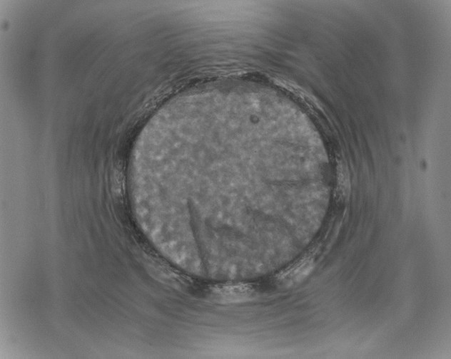 X0000075810517200610151433