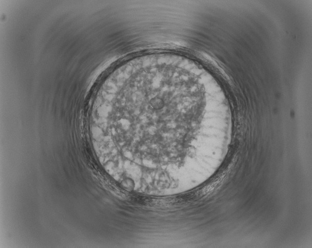 X0000075810875200610151427