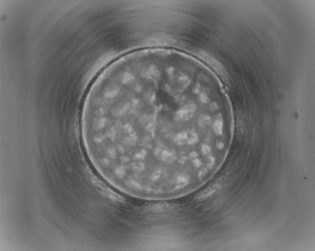 X0000075810950200610151426