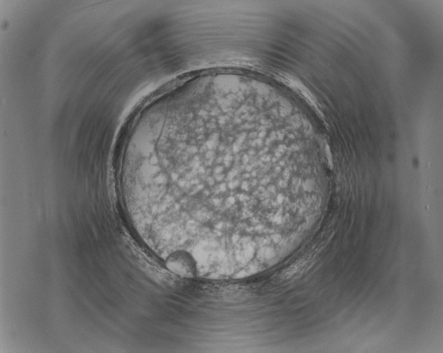 X0000075811072200610151424