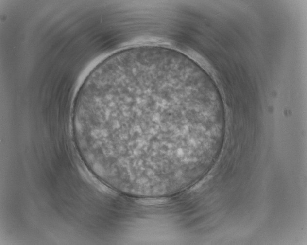 X0000075811296200610151420