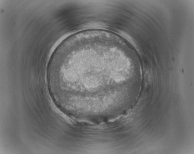 X0000075811339200610151420