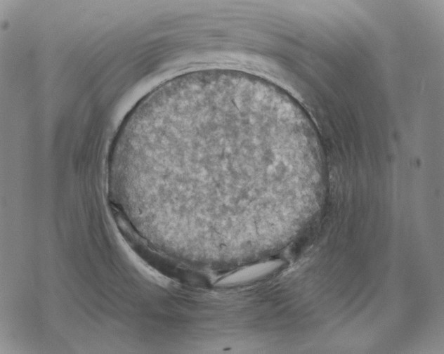 X0000075811523200610151417